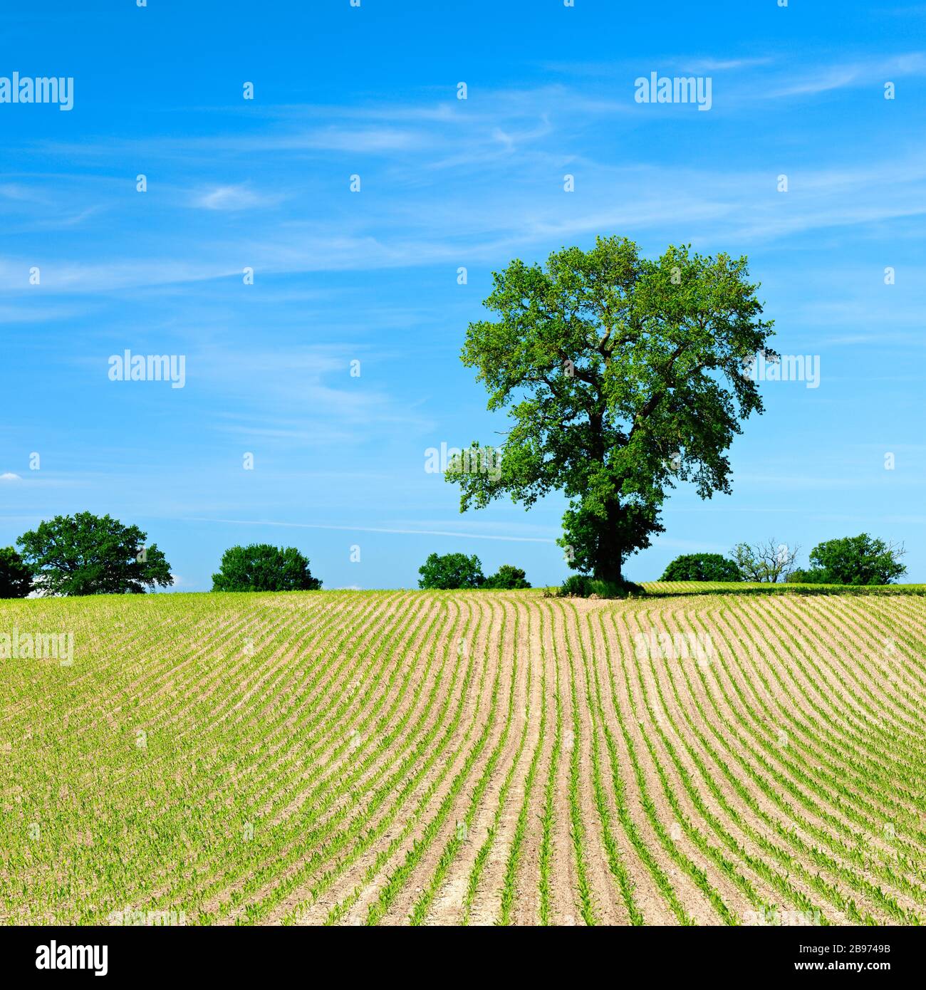 Young corn plants hi-res stock photography and images - Alamy