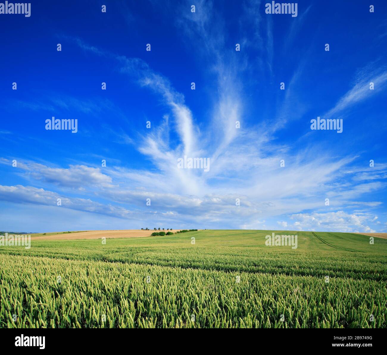 Wheat field under blue sky with clouds hi-res stock photography and ...
