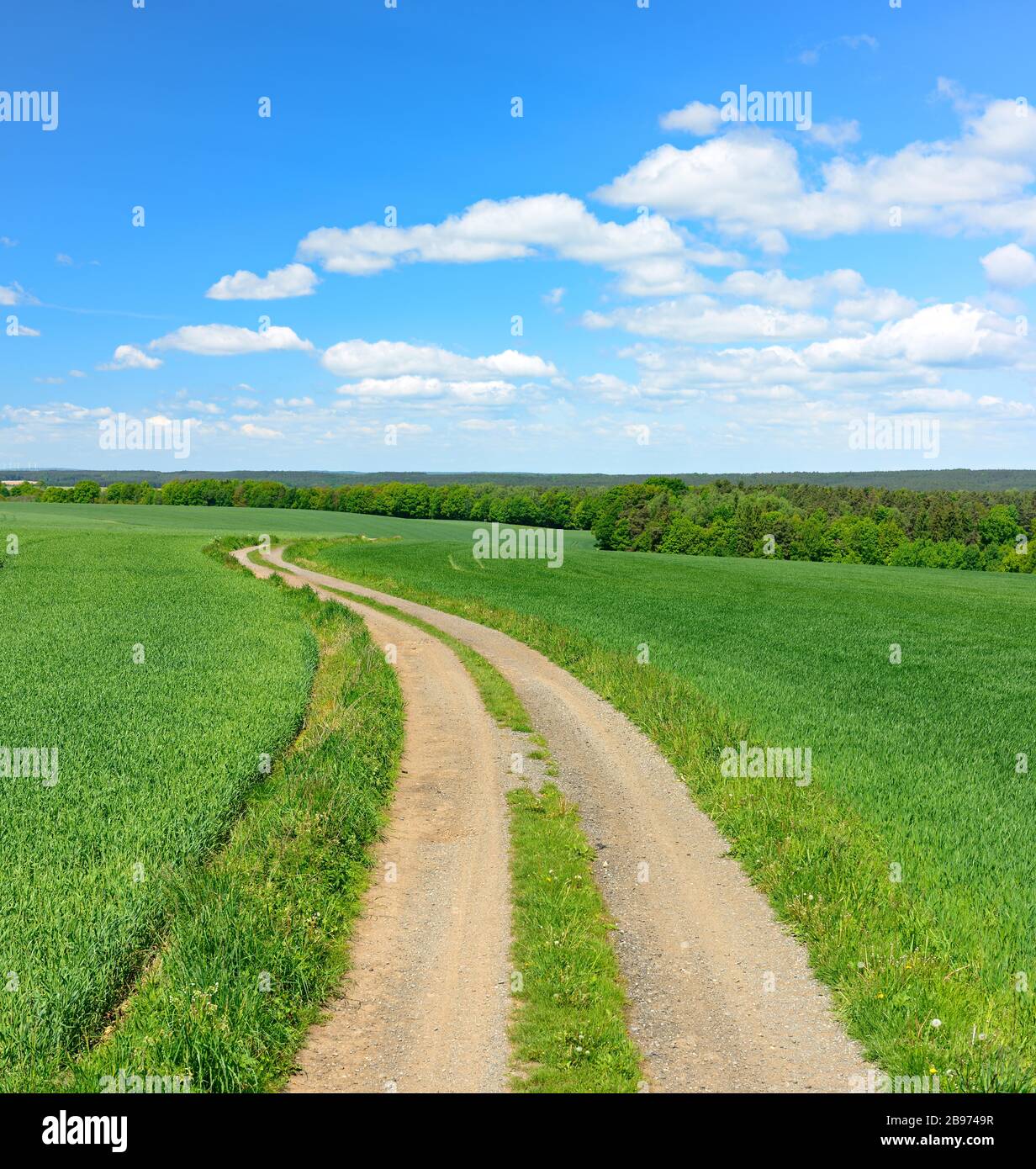 Country lane through cultural landscape in spring, green grain fields, blue sky with cumulus clouds, near Hermsdorf, Saale-Holzland-Kreis, Thuringia Stock Photo