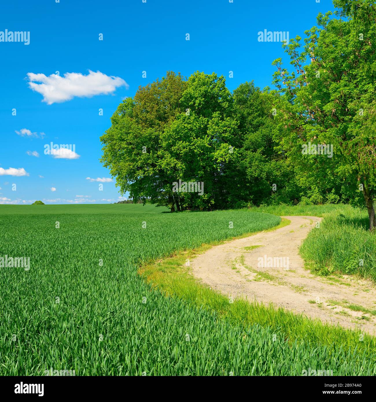 Field path at the edge of a forest through cultural landscape in spring, green corn fields, blue sky with cumulus clouds, near Hermsdorf Stock Photo