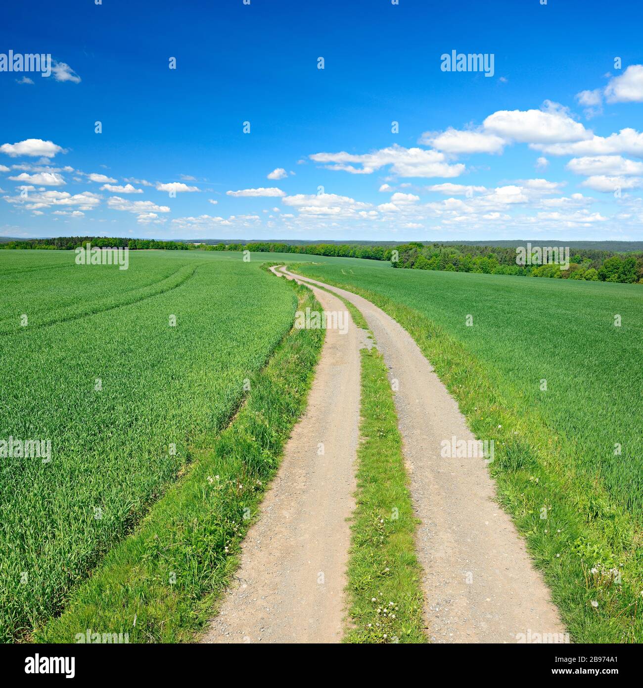 Country lane through cultural landscape in spring, green grain fields, blue sky with cumulus clouds, near Hermsdorf, Saale-Holzland-Kreis, Thuringia Stock Photo