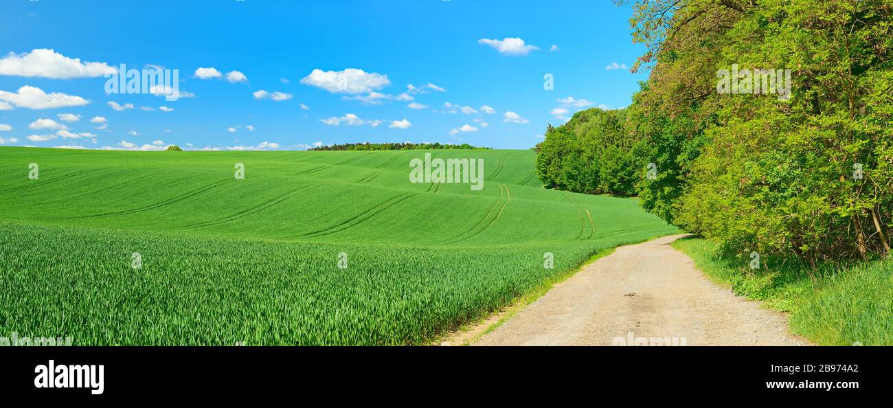 Field path at the edge of a forest through cultural landscape in spring, green corn fields, blue sky with cumulus clouds, near Hermsdorf Stock Photo