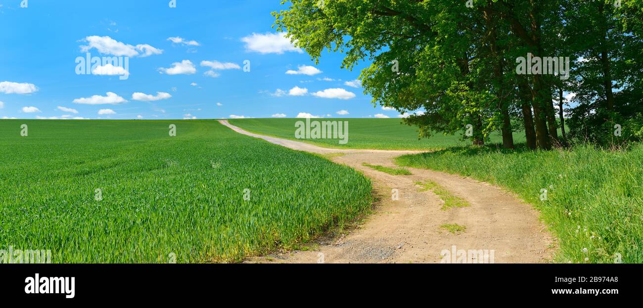 Country lane at the edge of a forest through cultural landscape in spring, green corn fields, blue sky with clouds, near Hermsdorf, Saale-Holzland Stock Photo