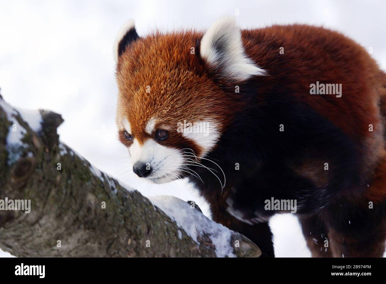 Red panda,Ailurus fulgens, walking on tree covered in snow Stock Photo