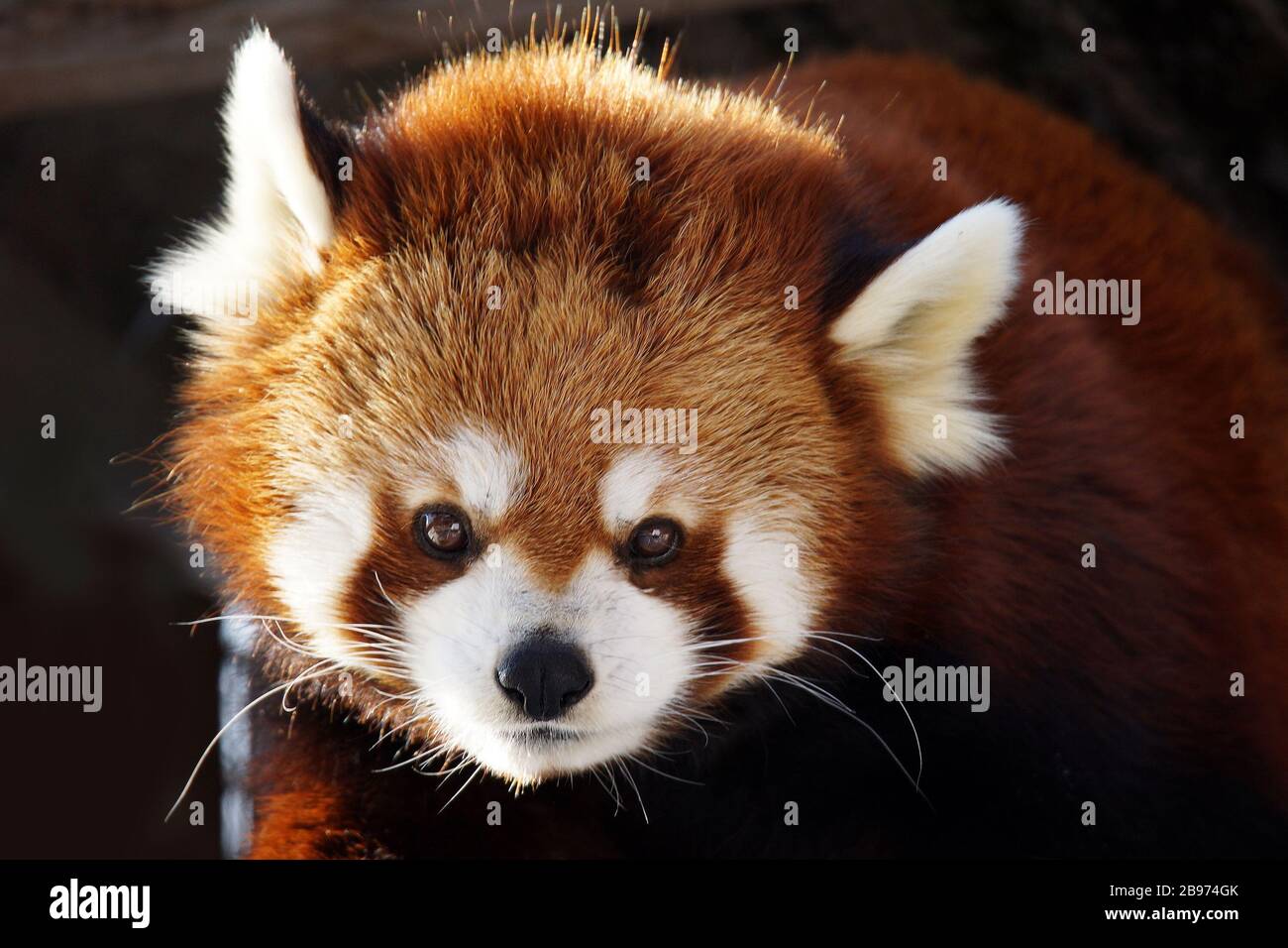 Red panda,Ailurus fulgens, portrait looking at camera Stock Photo