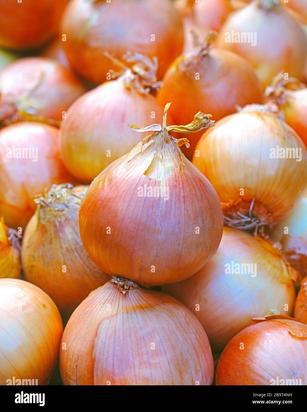 Vegetable onions, Germany Stock Photo Alamy