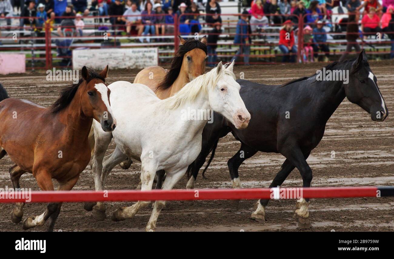 Horse stampede at a rodeo or fair Stock Photo