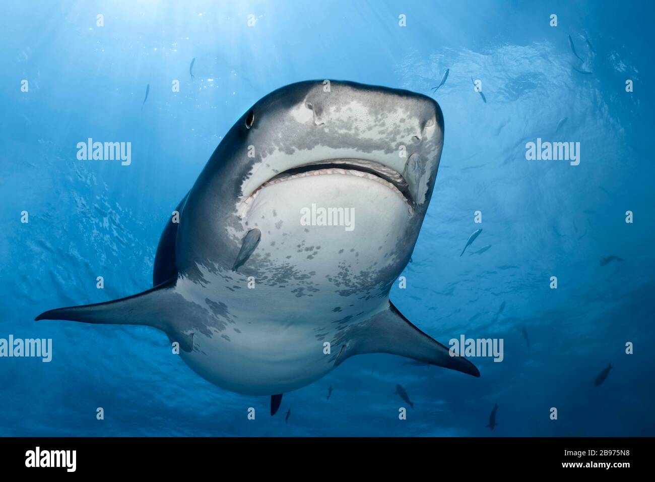 лимонно рифовая акула. белая акула. рифовая акула австралия. рыба акула. акула мако.