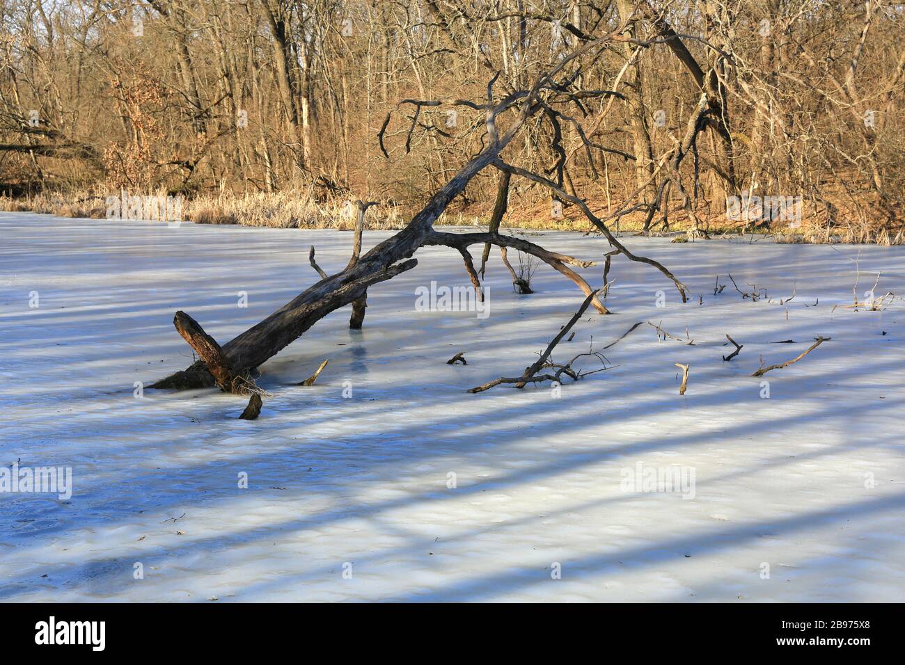Frozen lake old tree hi-res stock photography and images - Alamy