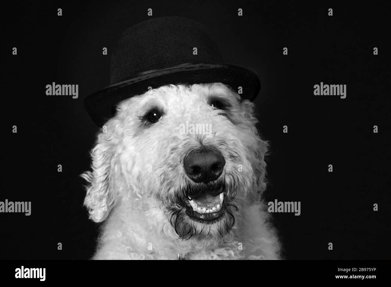 Cute goldendoodle dog with bowler hat portrait B&W Stock Photo