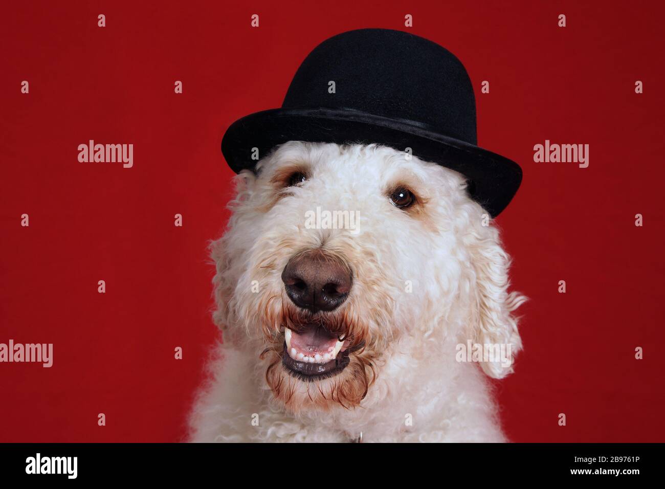 Cute goldendoodle dog with bowler hat portrait over red Stock Photo