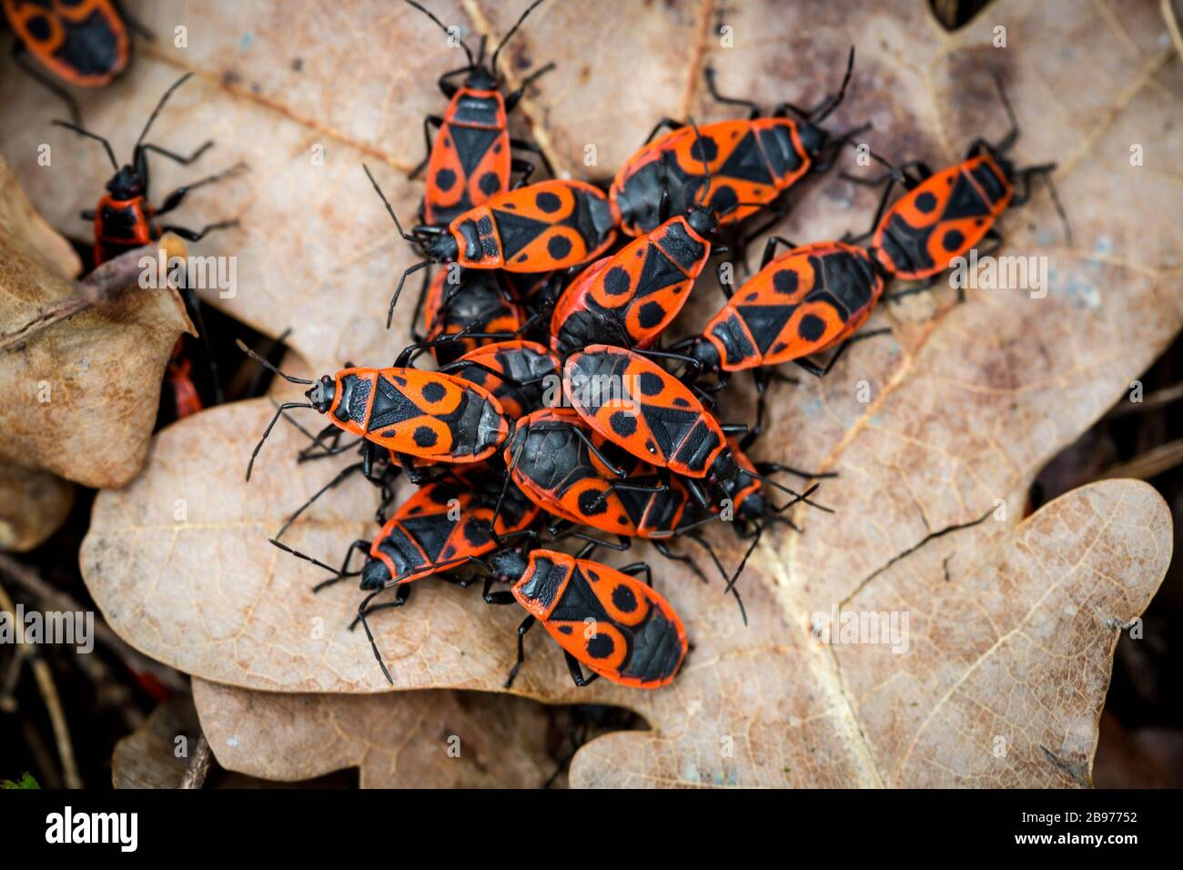 group of red wood bugs on oak leaf Stock Photo Alamy