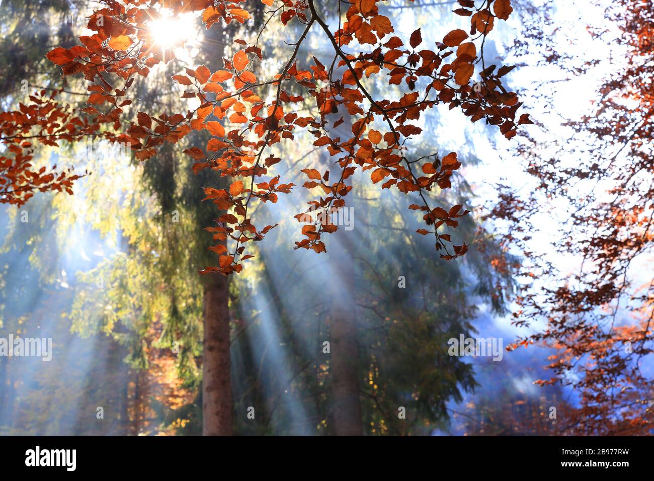 autumn scene with morning sunrays in foggy forest Stock Photo - Alamy