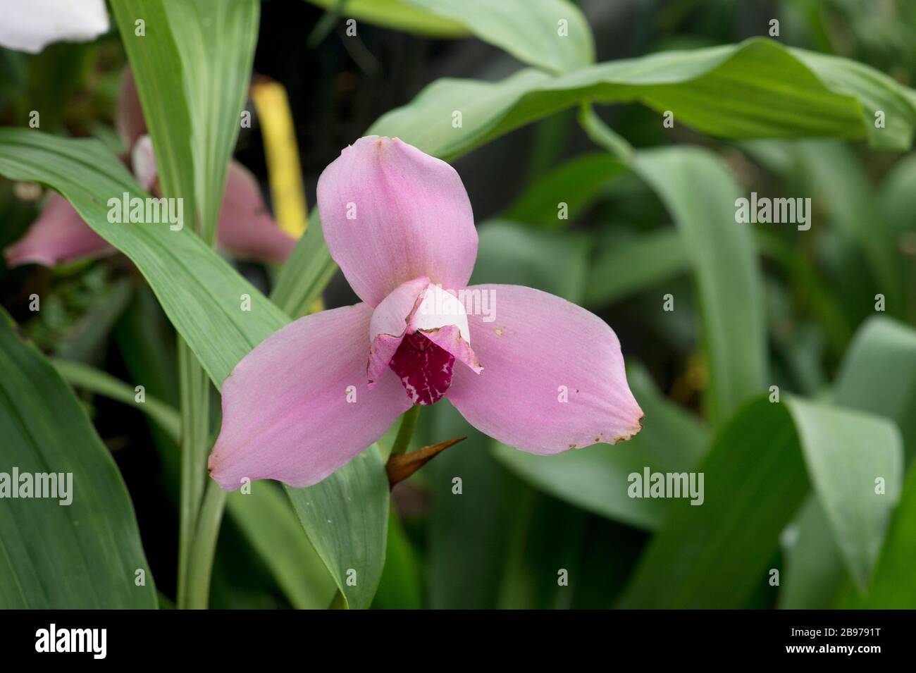 Lycaste skinneri orchid Stock Photo