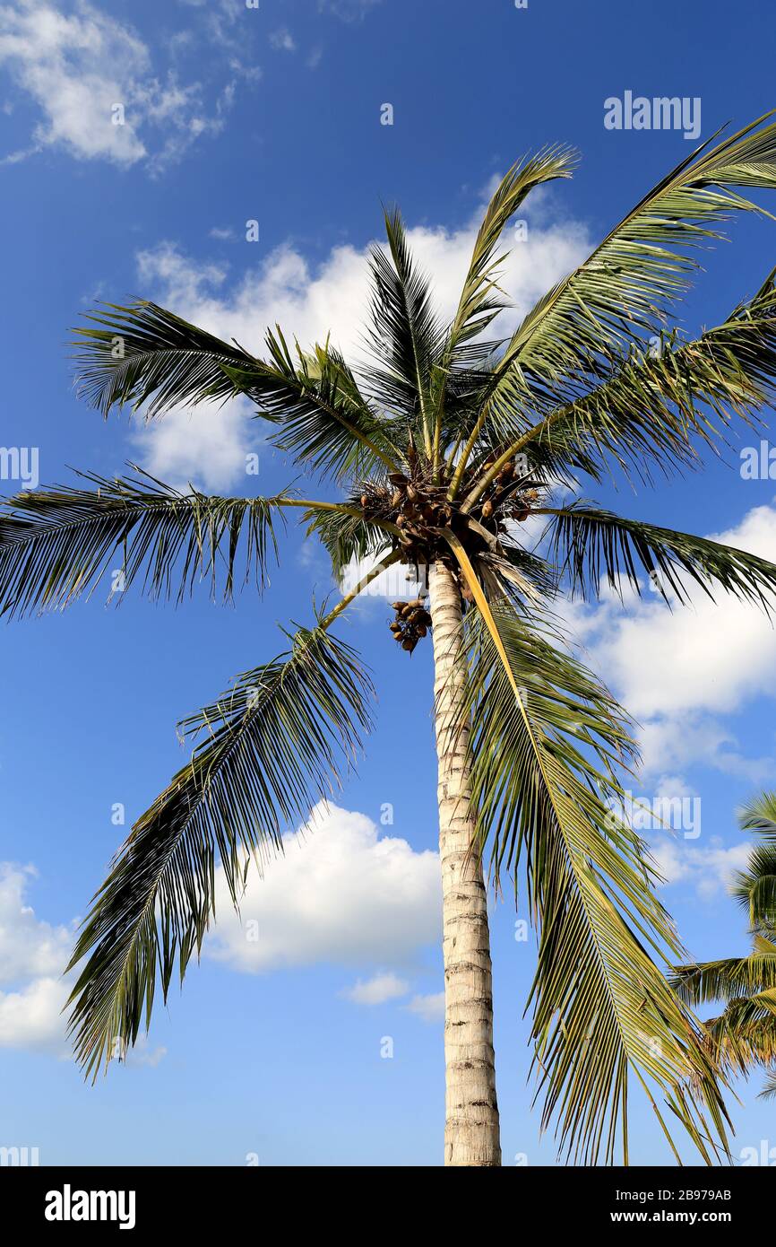 palm tree on blue sky background Stock Photo - Alamy