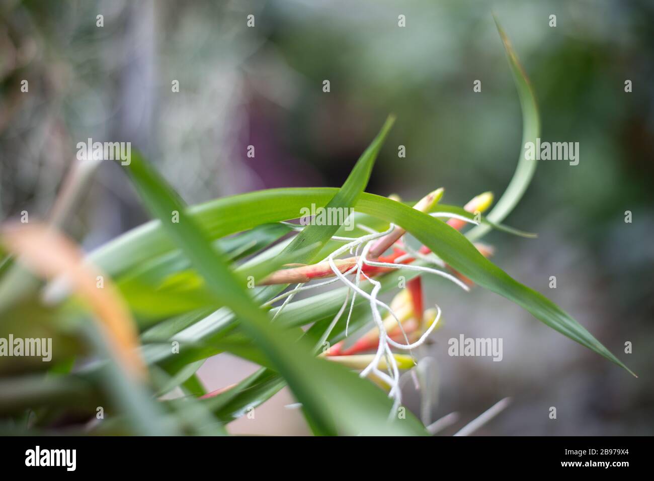 Orchid Flower Buds & Spanish Moss Tillandsia Usneoides in the Princess of Wales Conservatory