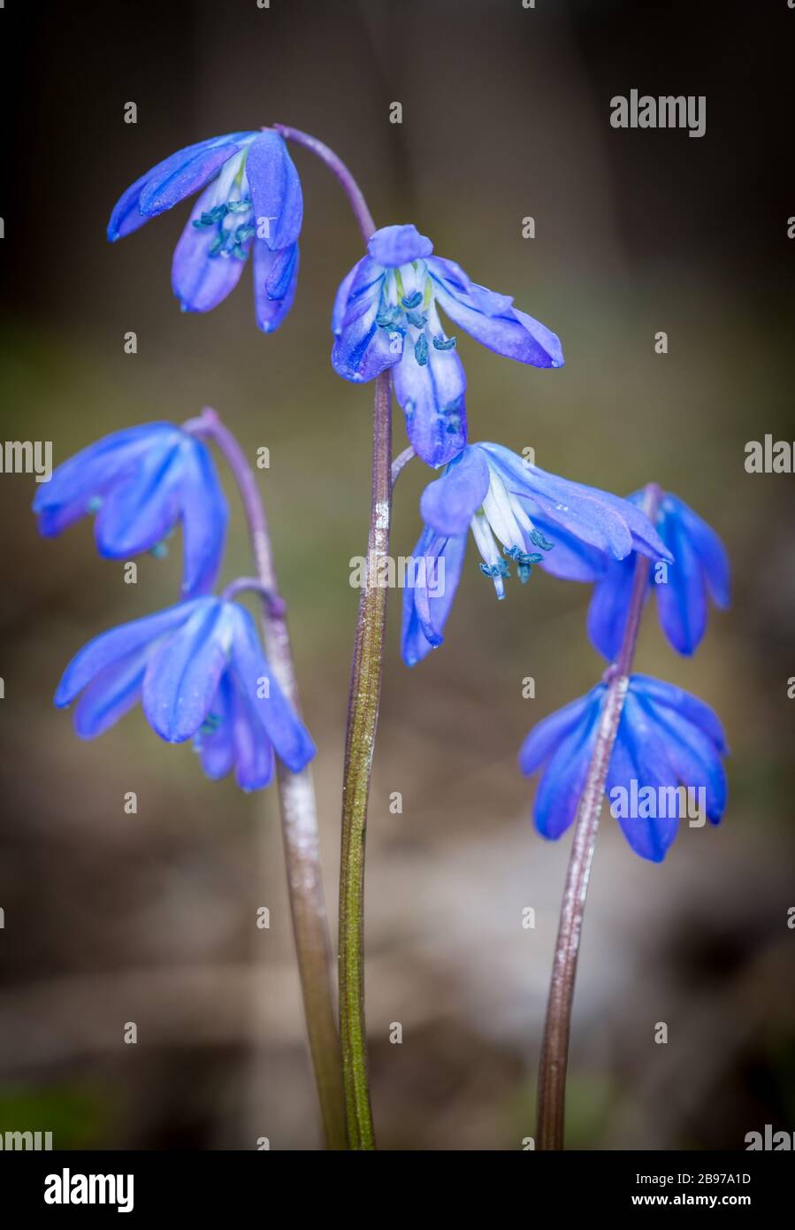 Nice spring blue flowers in hi-res stock photography and images - Alamy