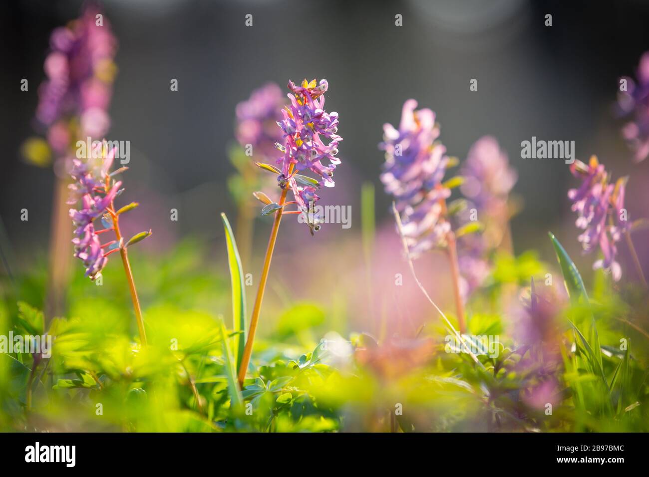 Beauty wild flowers hi-res stock photography and images - Alamy