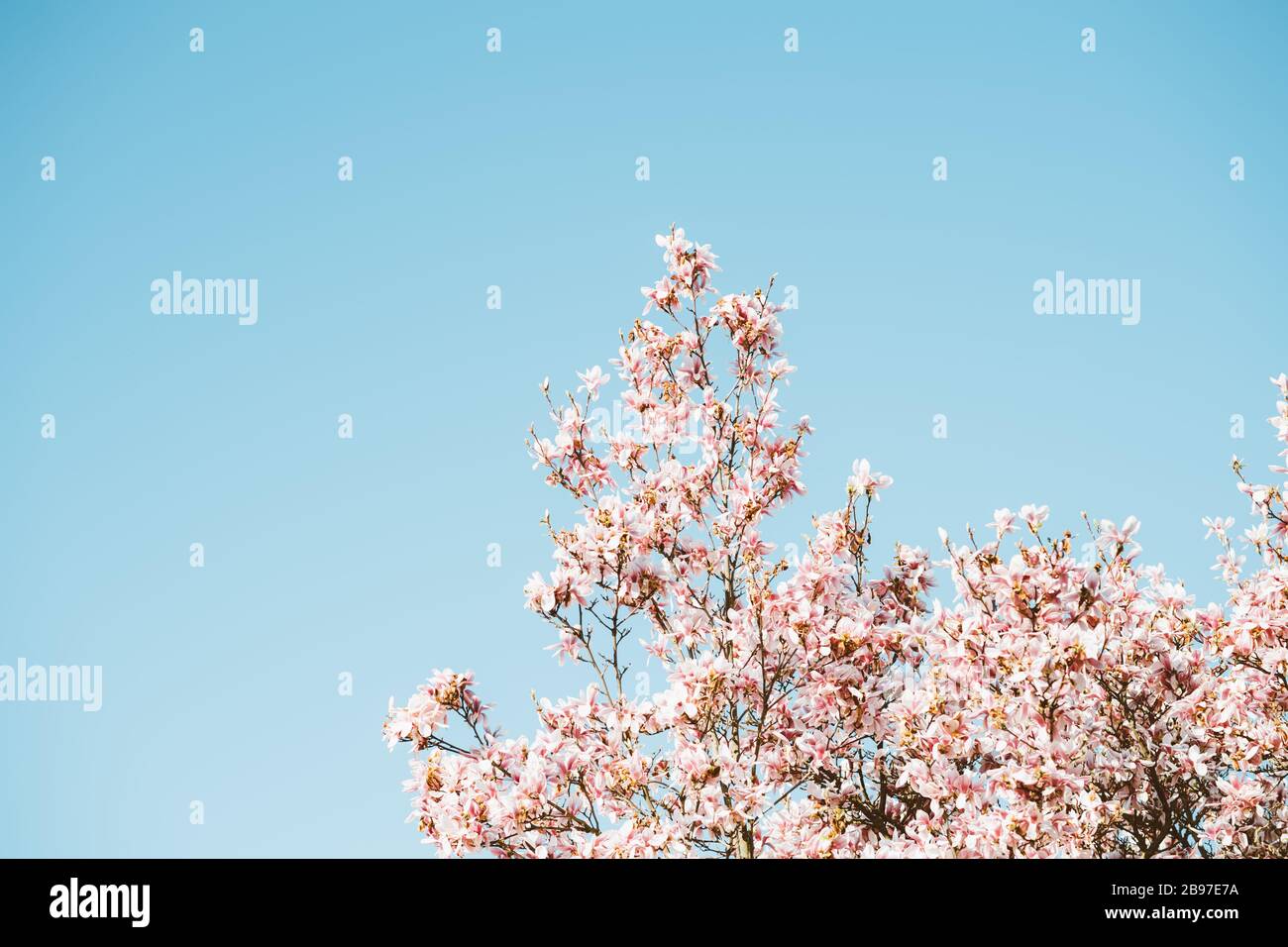 Magnolia tree in bloom with clear blue sky in night background Stock ...