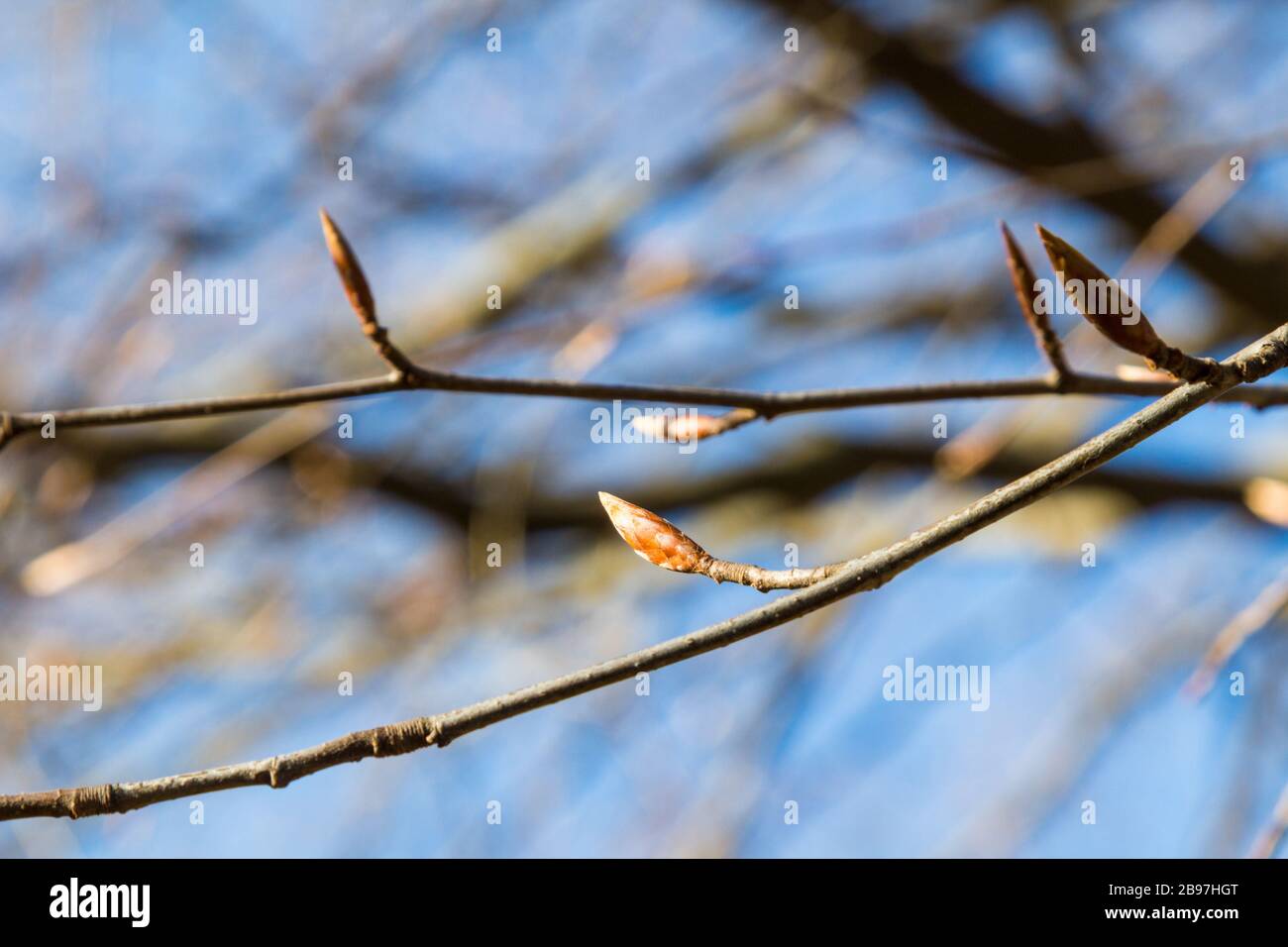 Copper beech Fagus sylvatica Purpurea bud in March, spring, Hungary ...