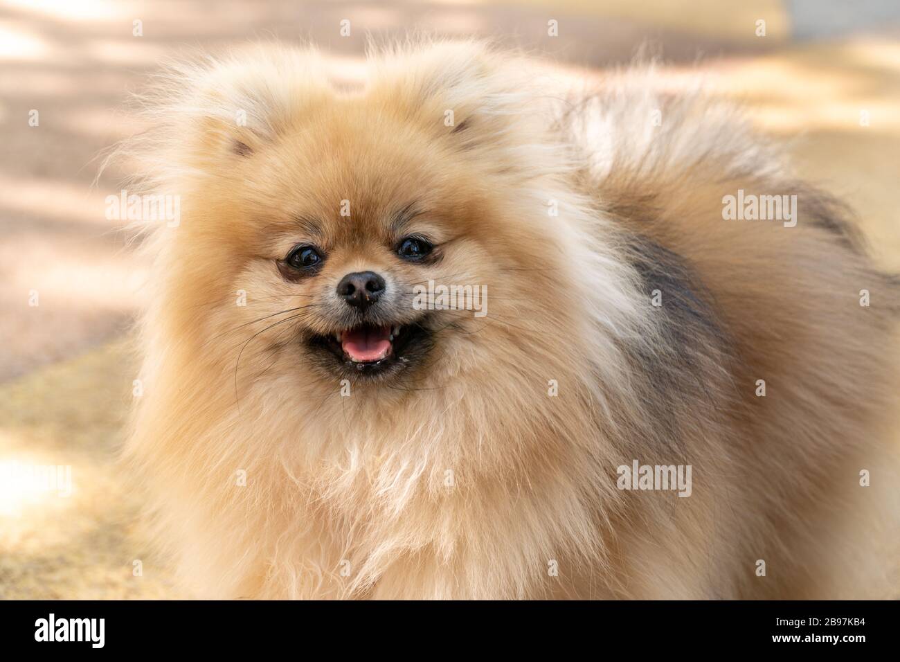 Portrait of a little fluffy Pomeranian puppy smiling Stock Photo