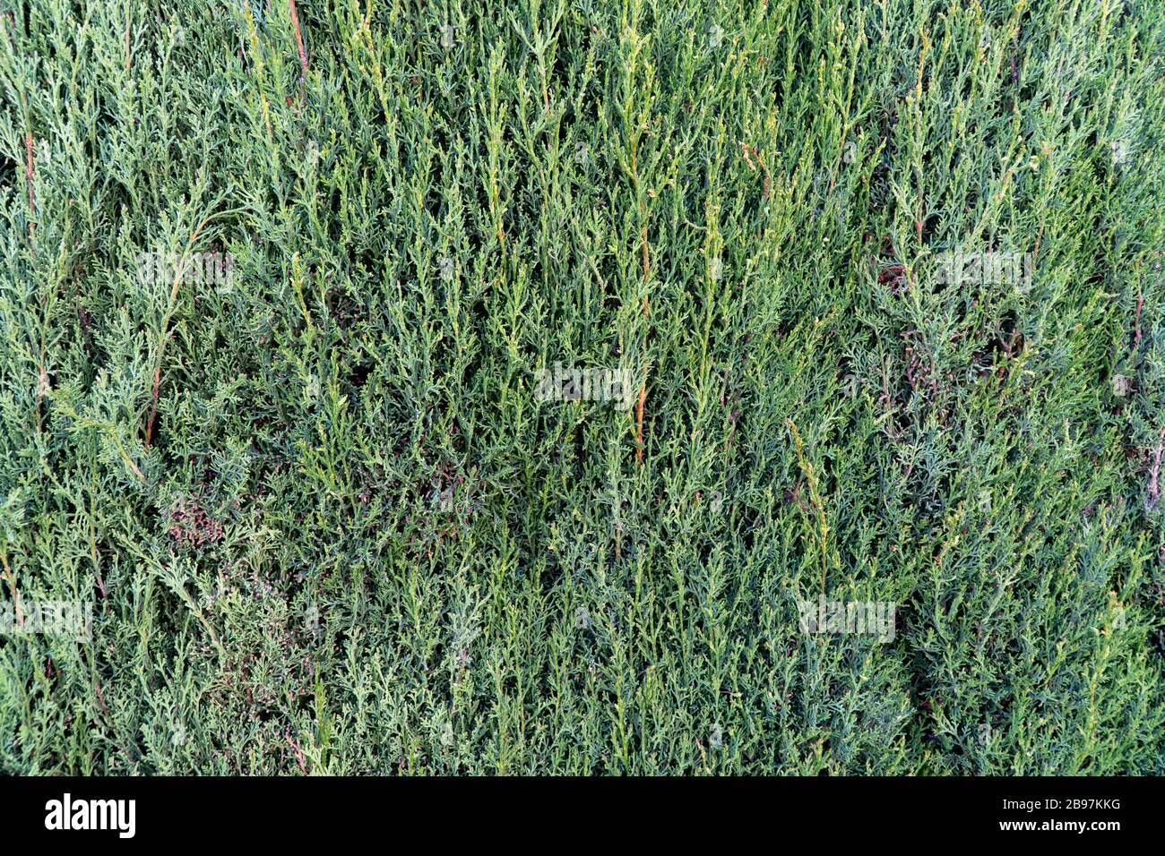 Green background from thuja twigs with a live plant Stock Photo