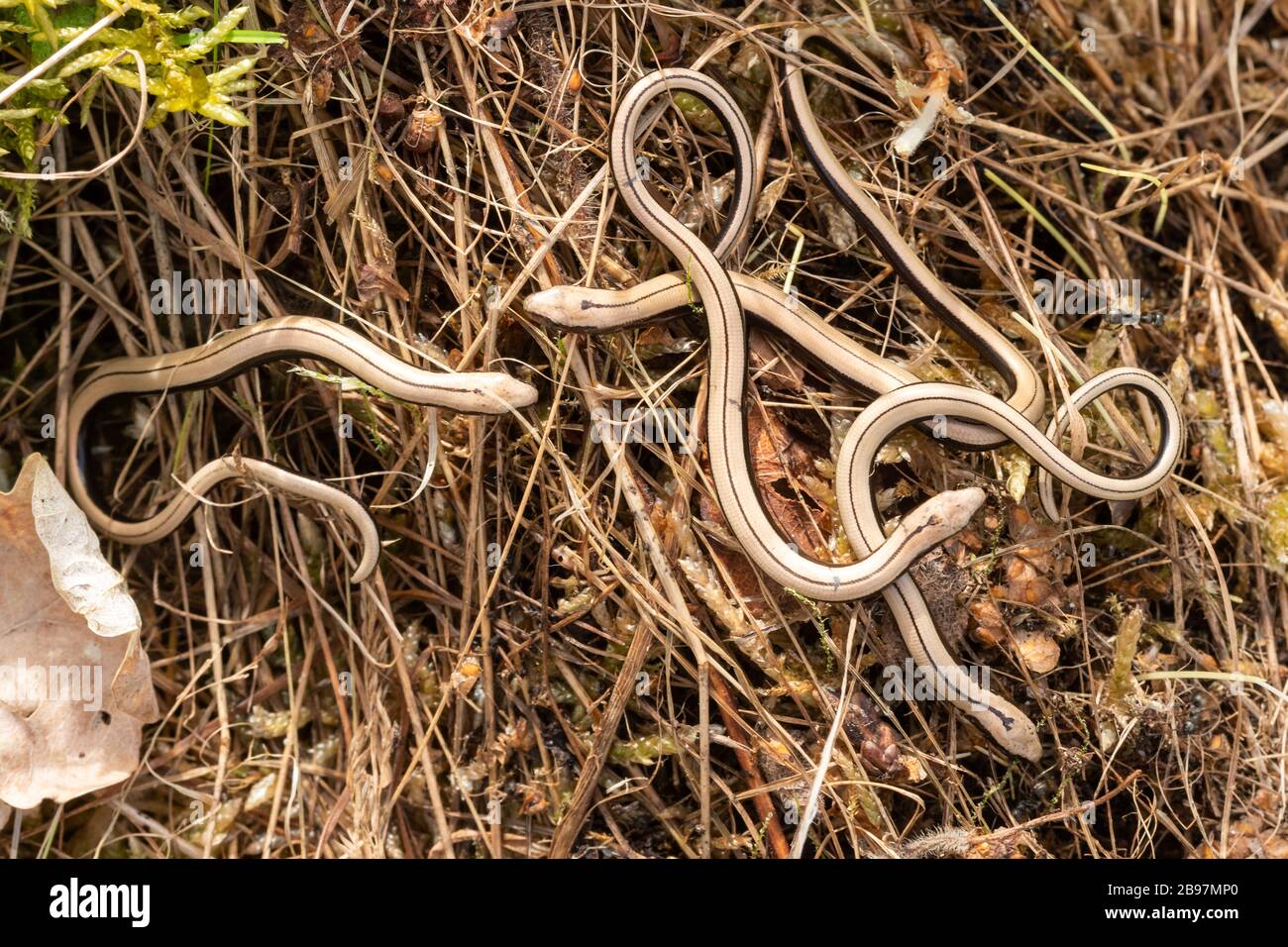 Four juvenile slow worms (Anguis fragilis), Hampshire, UK. Baby, neonate reptiles. Stock Photo