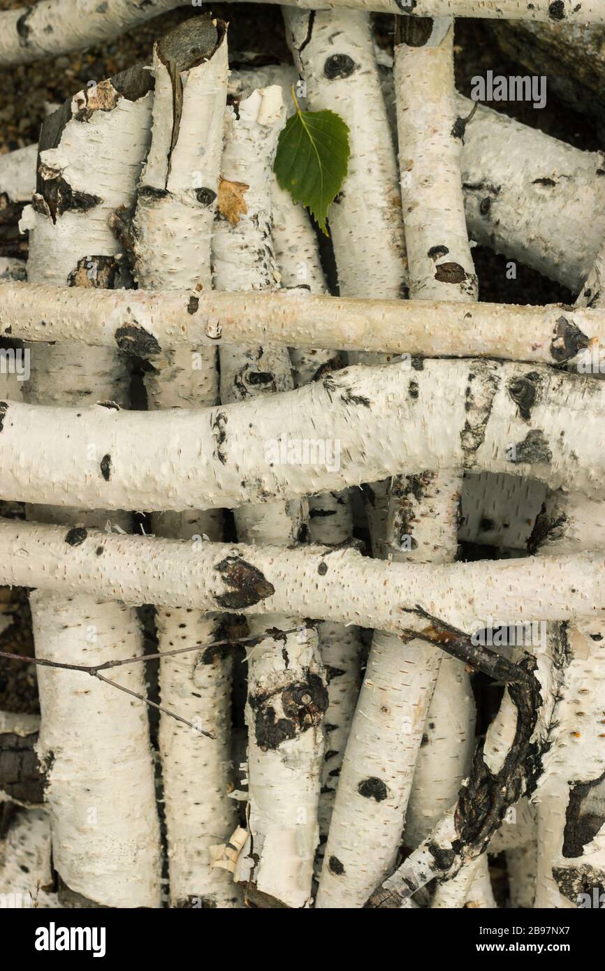 Birch logs and little leaf Stock Photo