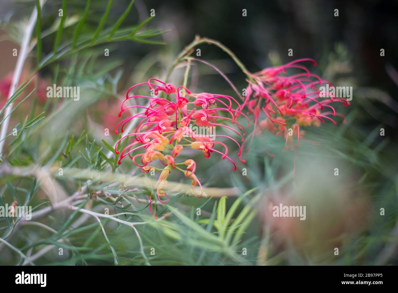 Red & Pink Flower in the Princess of Wales Conservatory, Royal Botanical Gardens at Kew, Richmond, London Stock Photo