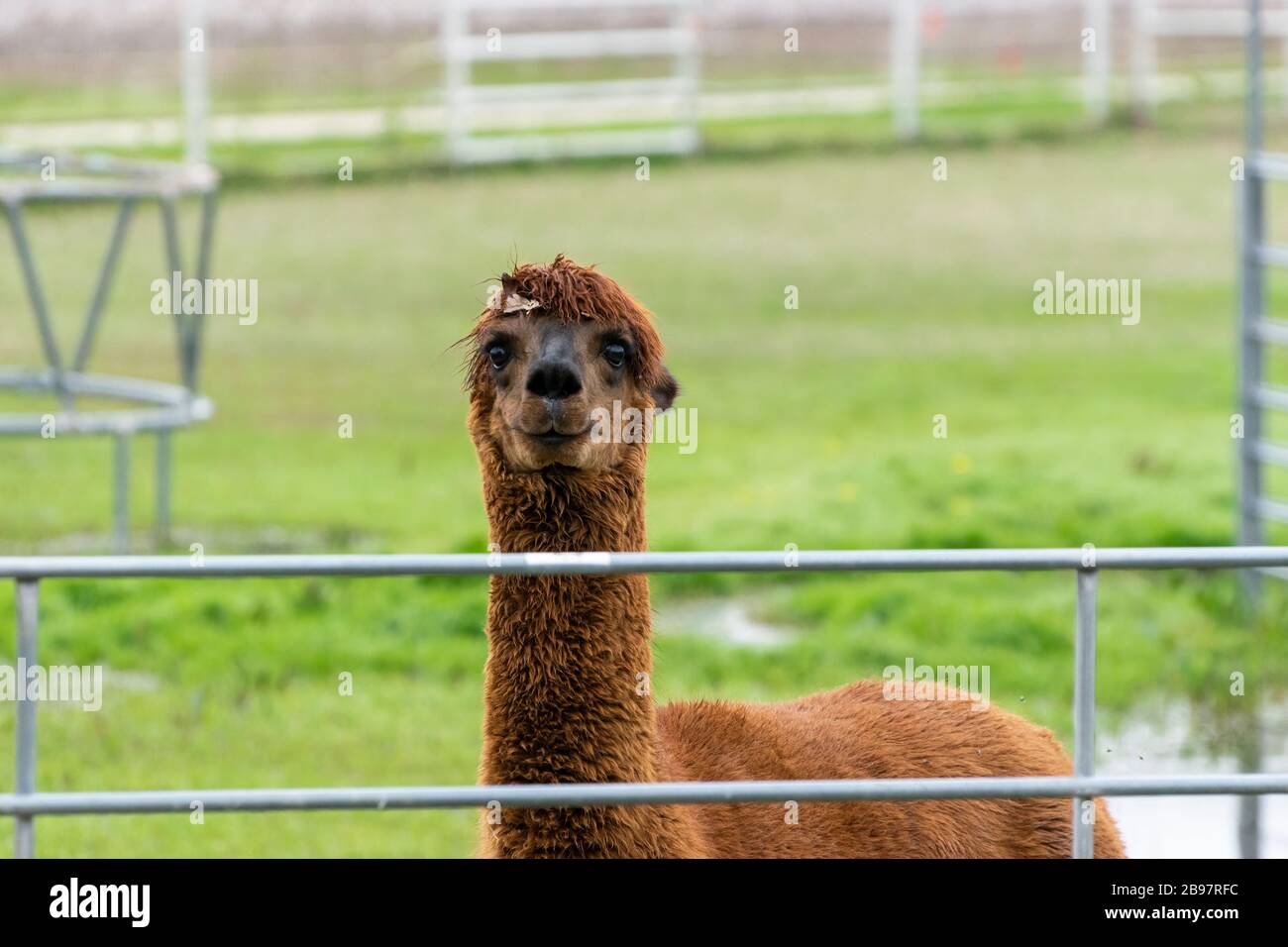 Cute, furry, brown Alpaca with a leaf in the matted hair on top of its head appearing to smile as it stares with curiosity over a silver, metal fence Stock Photo