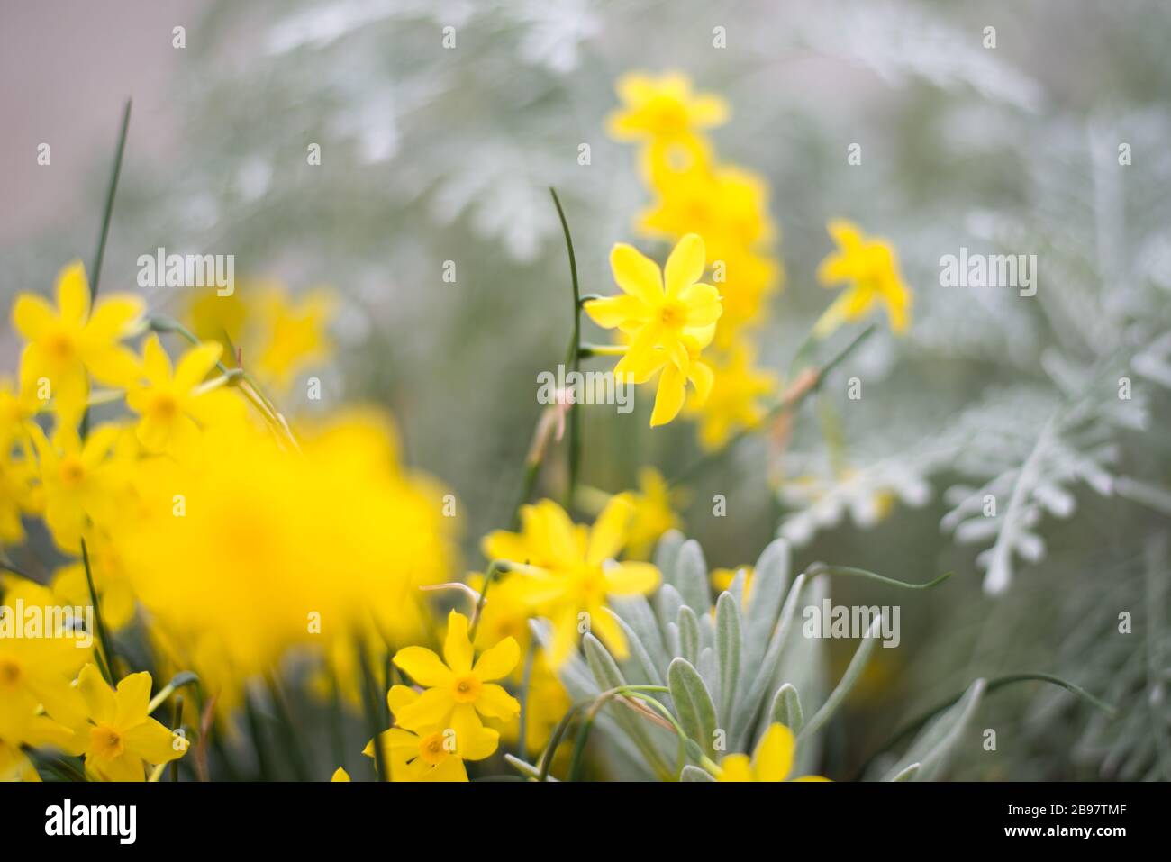 Narcissus jonquilla, Jonquil, Rush Daffodil Flowers in the Royal