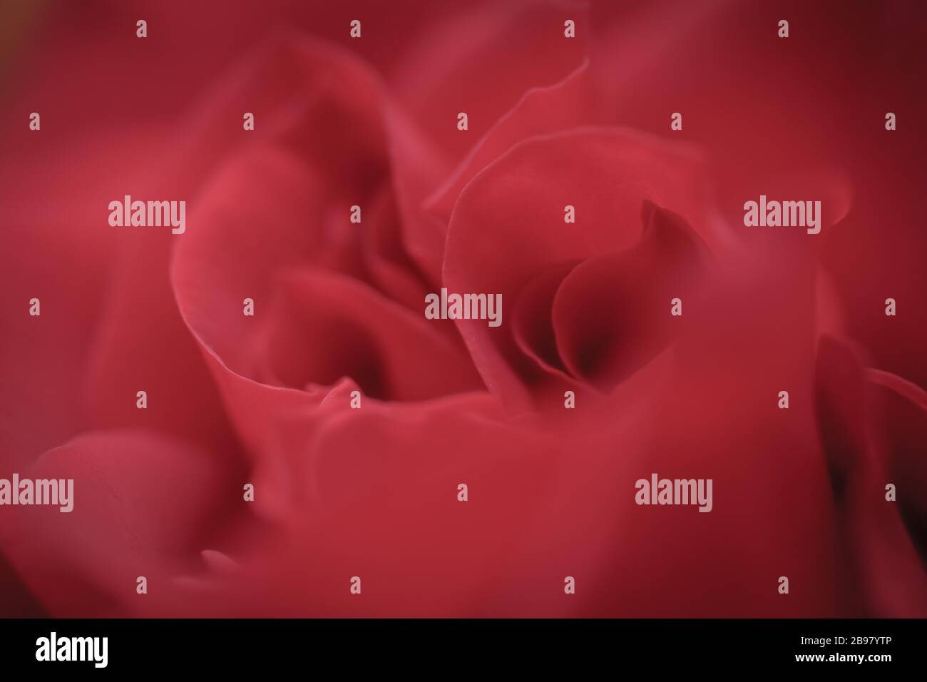 red rose background - red rose close up Stock Photo