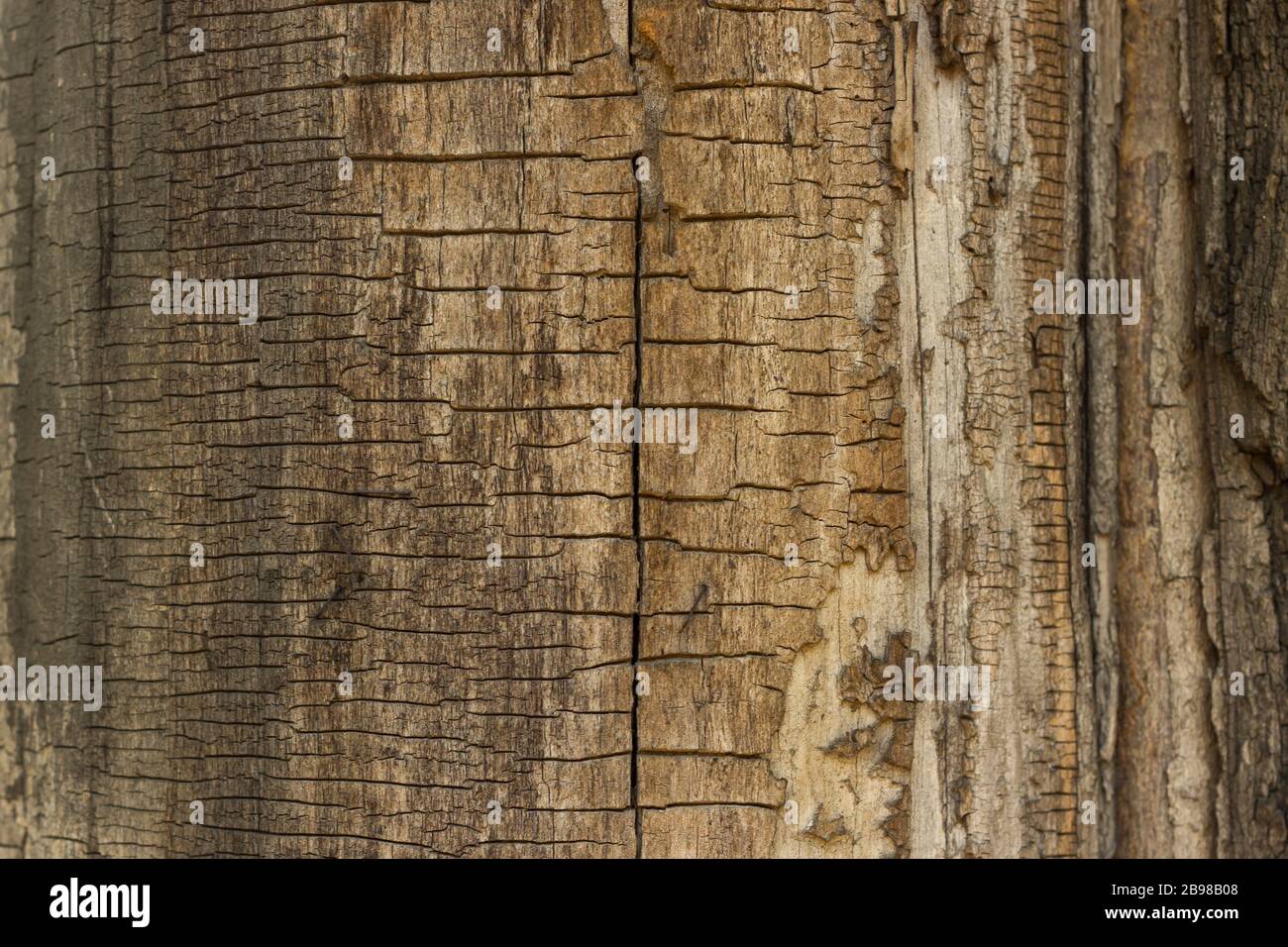 Dry wood cracked background Stock Photo