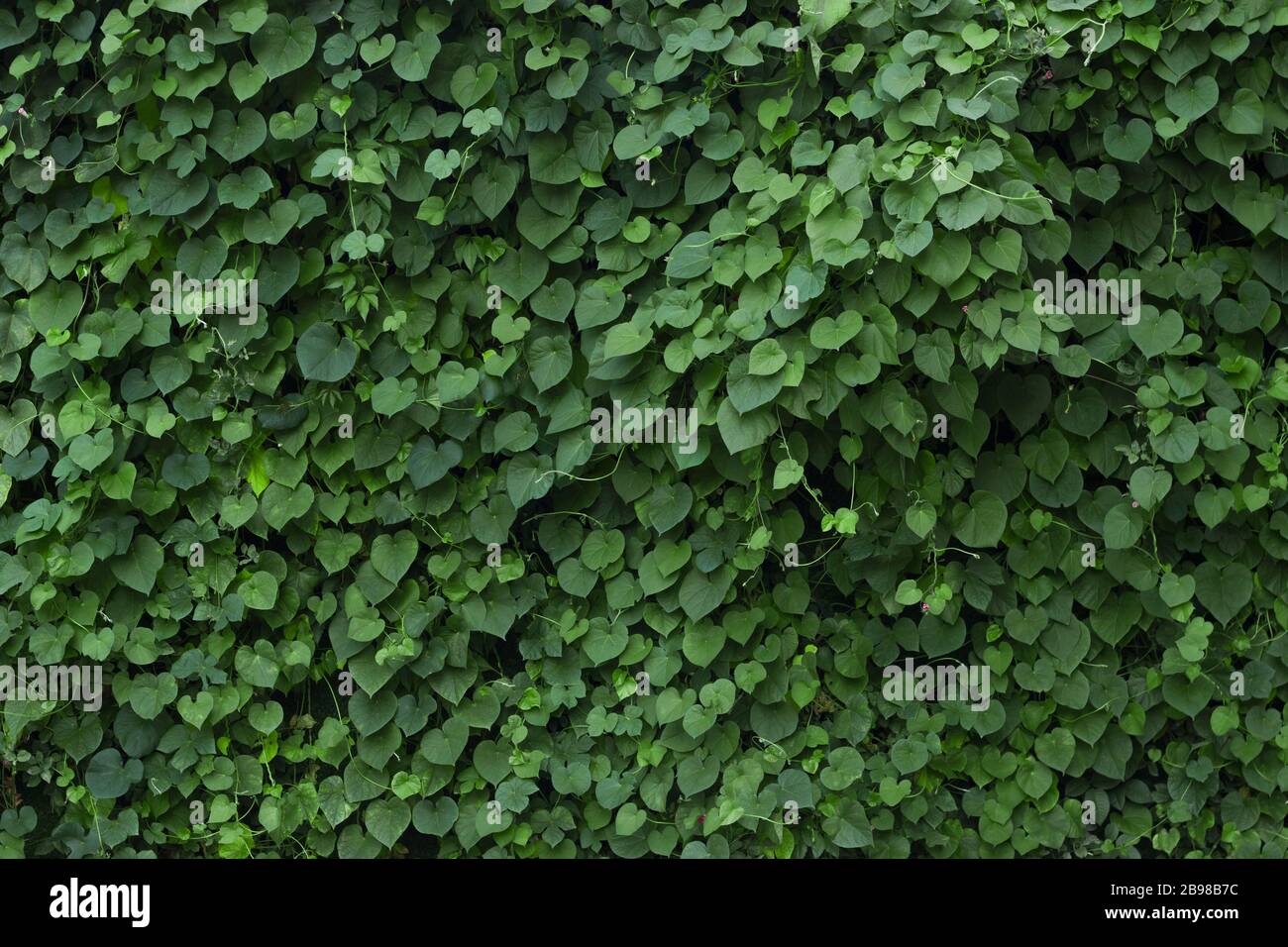 Green plant wall texture Stock Photo