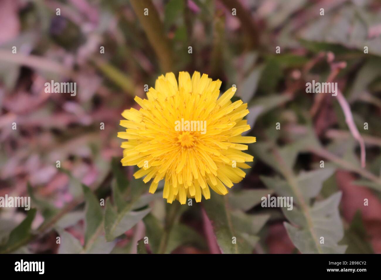 A closeup shot of a dandelion in a yard in North Carolina, USA Stock Photo