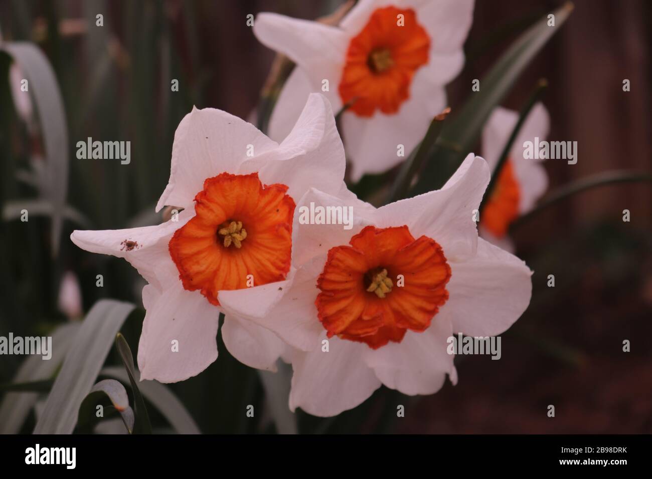 A closeup of white with an orange center daffodil Stock Photo