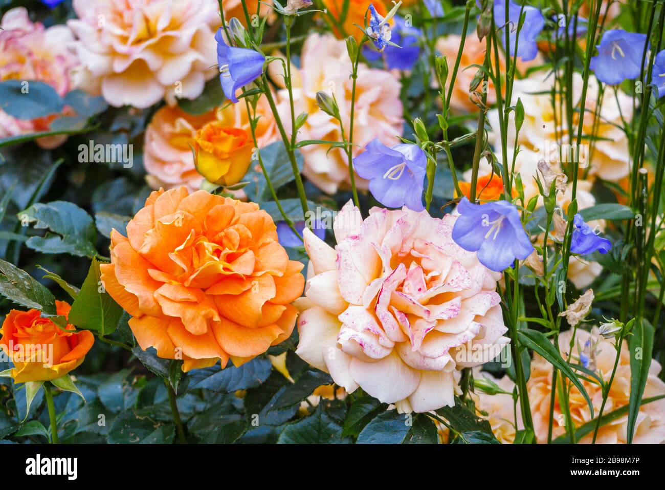 Pretty apricot orange fragrant fully double floribunda rose 'Bowled Over' fading to pink flowering with pale blue campanula in an English garden Stock Photo