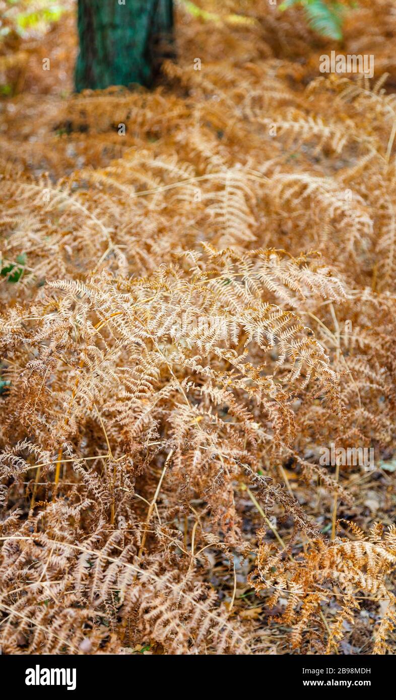 Bracken In Woodland Hi res Stock Photography And Images Alamy Bracken In Woodland Hi res Stock Photography And Images Alamy