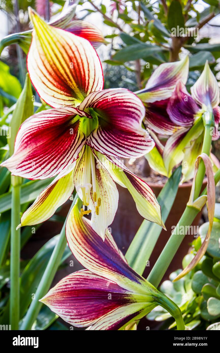 Large maroon trumpets of Hippeastrum papilio (butterfly amaryllis) growning in the Glasshouse in RHS Garden, Wisley, Surrey, south-east England Stock Photo