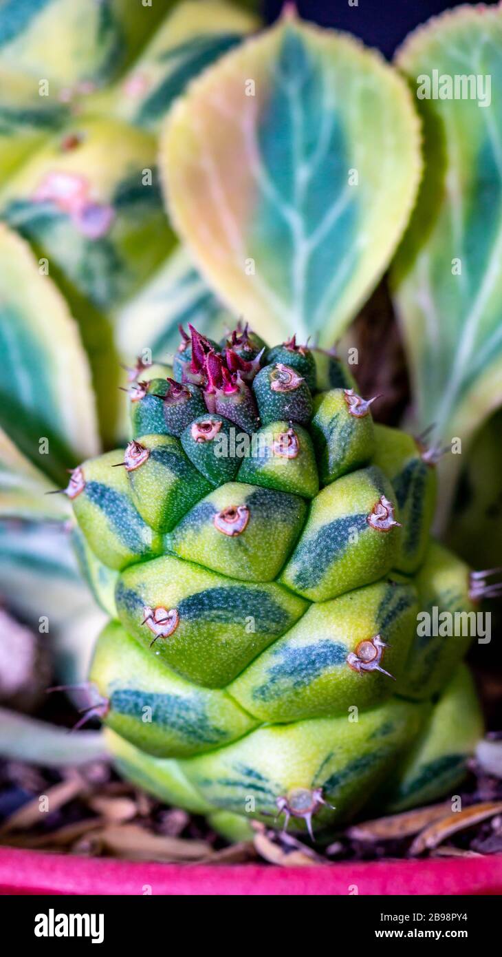 Closeup of Monadenium ritchiei variegata. Beautiful succulent plant Stock Photo