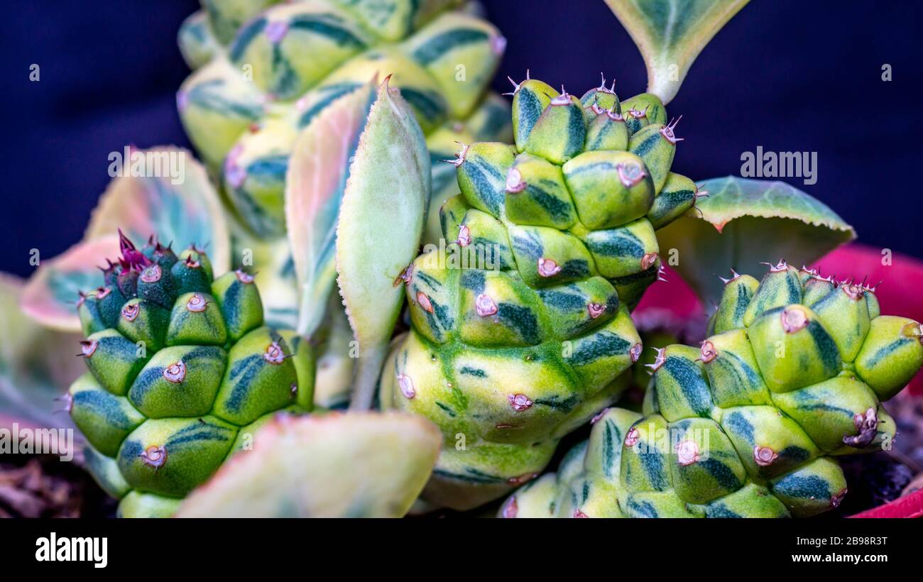Closeup of Monadenium ritchiei variegata. Beautiful succulent plant Stock Photo