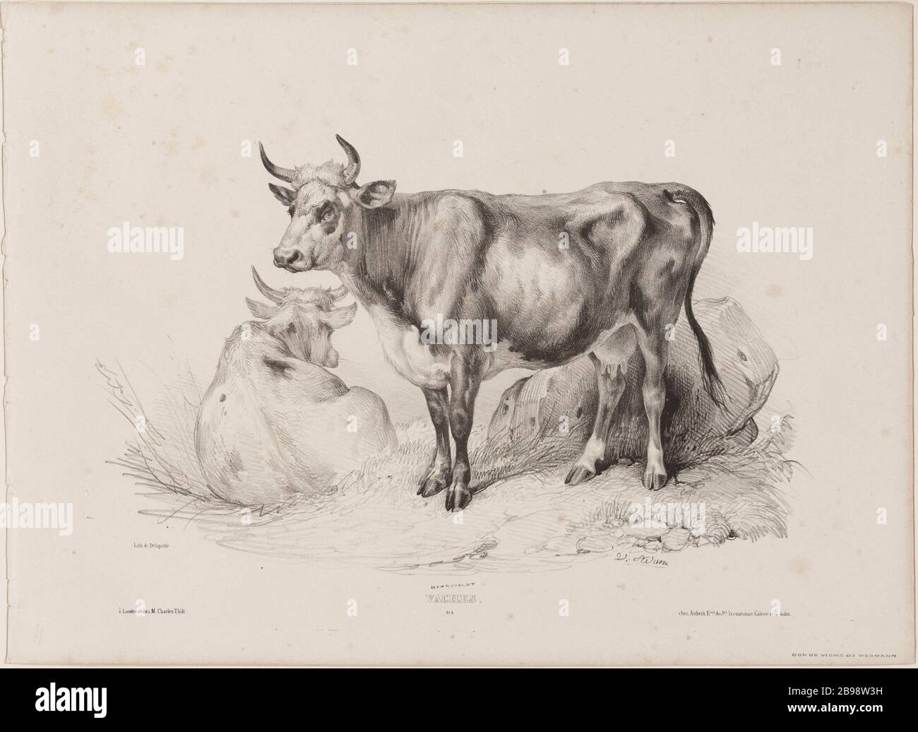 Cows (pl.4) Jean-Victor Vincent Adam (1801-1866), peintre et lithographe français. Vaches (pl.4). Lithographie au crayon, XIXème siècle. Paris, musée Carnavalet. Stock Photo