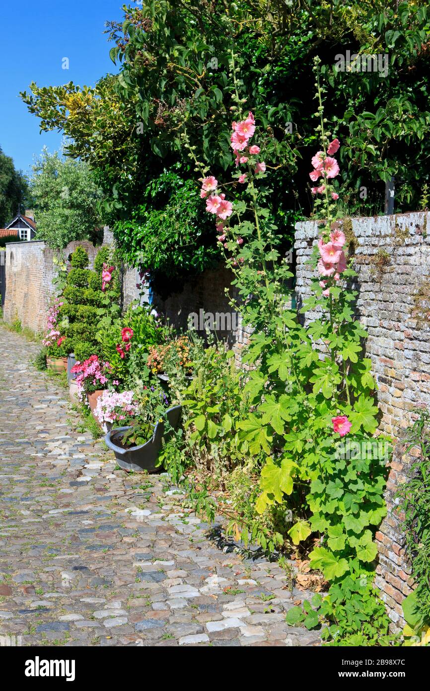 Beautiful flowers in the narrow streets of Veere (Zeeland), Netherlands