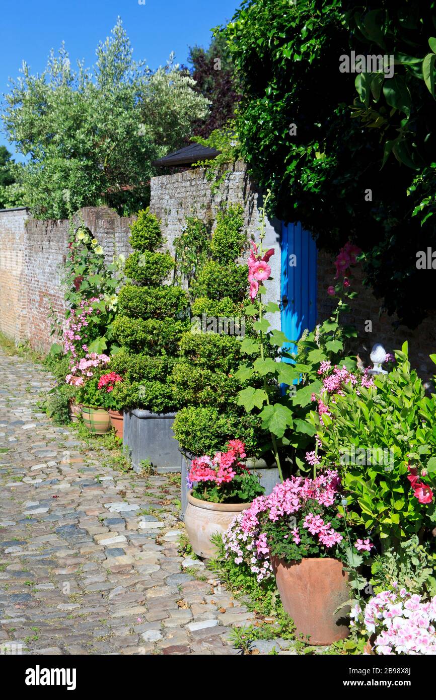 Beautiful flowers in the narrow streets of Veere (Zeeland), Netherlands