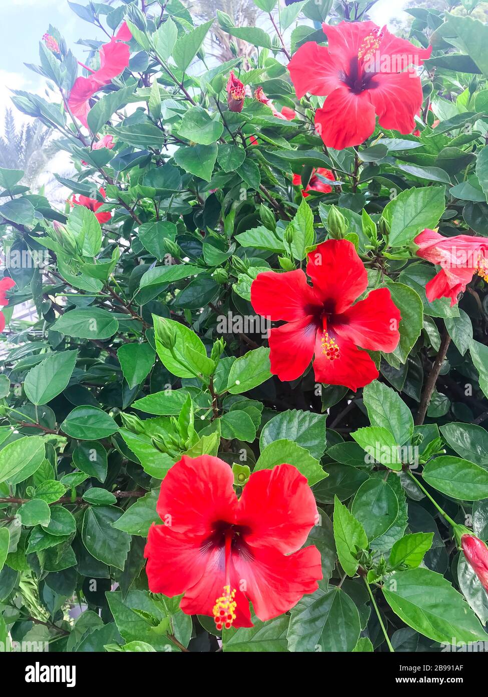 Large flowering bush Hibiscus syriacus with red flowers. Studio Photo Stock Photo