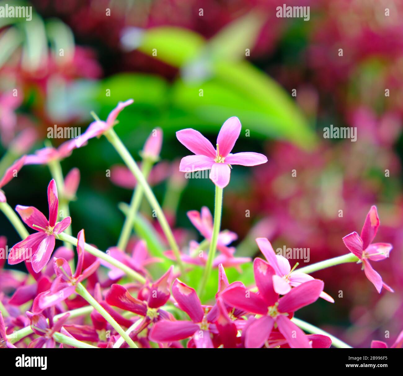 Delicate pink flowers on blurred green background, season in the garden: (Combretum indicum). Stock Photo