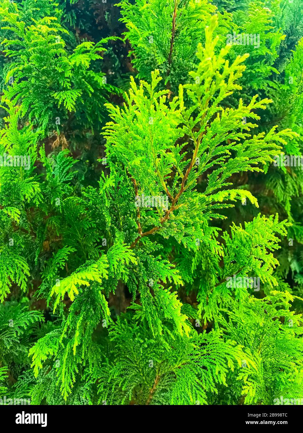 Floral background from green branches of thuja. Studio Photo Stock Photo
