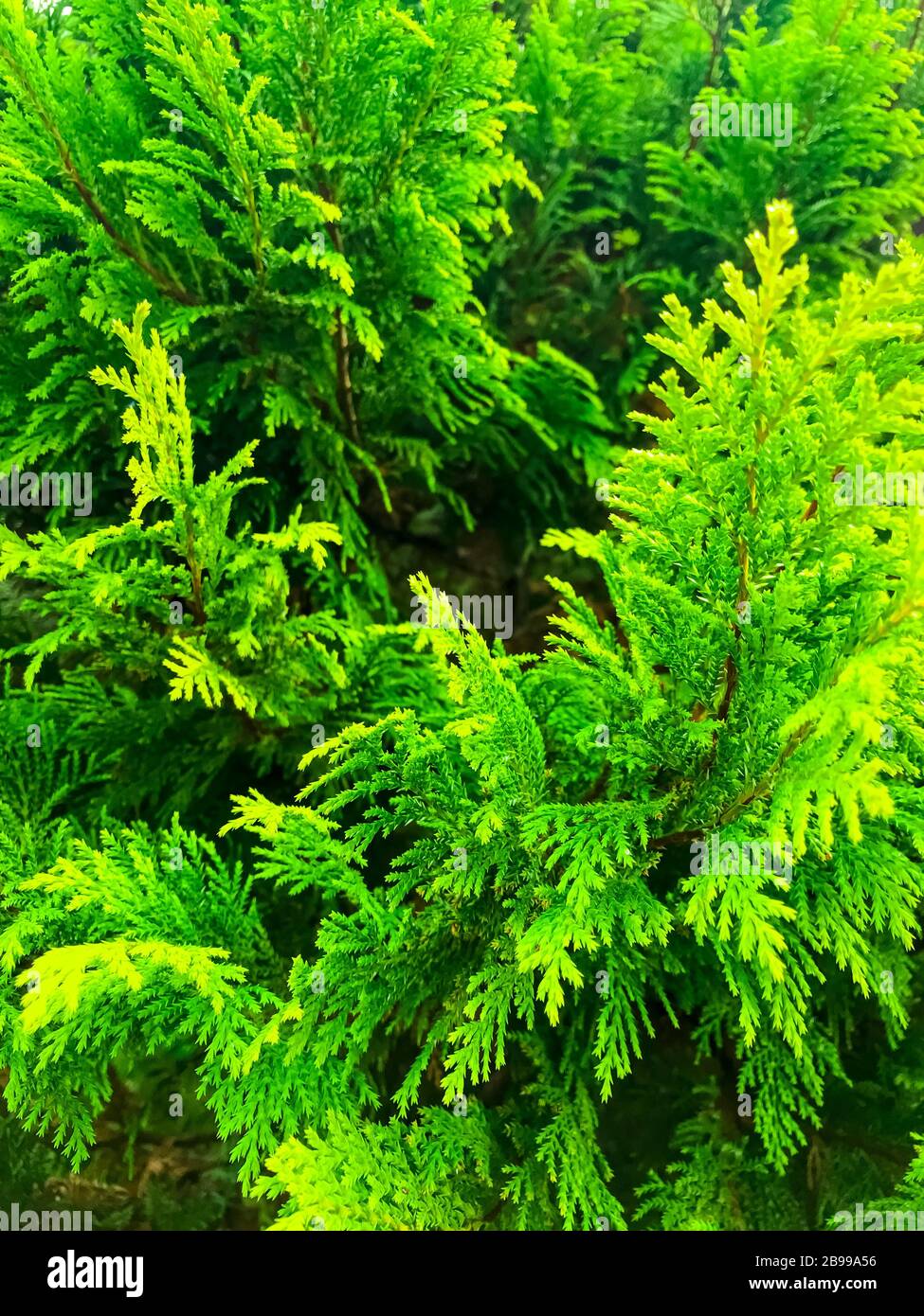 Floral background from green branches of thuja. Studio Photo Stock Photo
