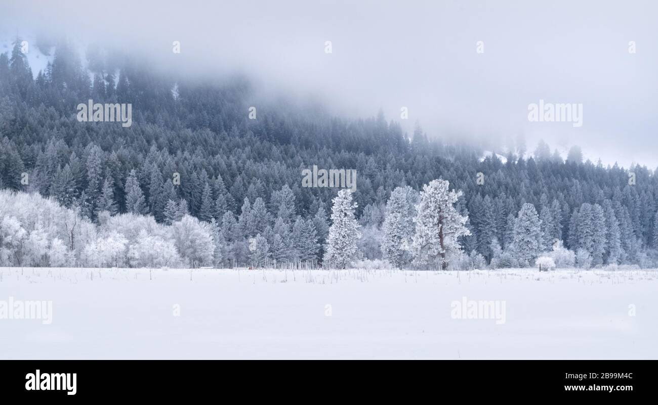 Winter Wonderland Forest: Evergreen Trees on Snow-covered Hillside - Washington, USA Stock Photo