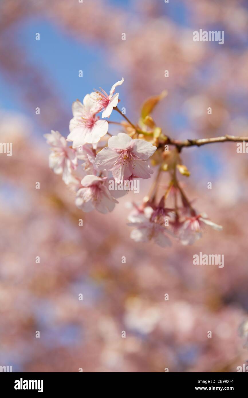 Pink cherry tree blossoming in spring Stock Photo - Alamy